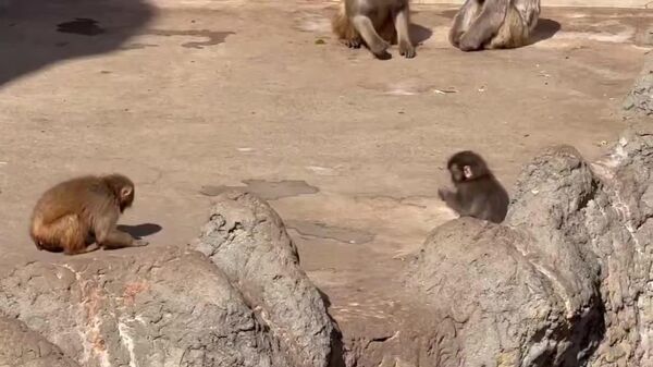 یک میمون یتیمی به نام پنتی در باغ‌وحش ژاپن مورد حمله یک میمون بالغ قرار گرفت - اسپوتنیک ایران  