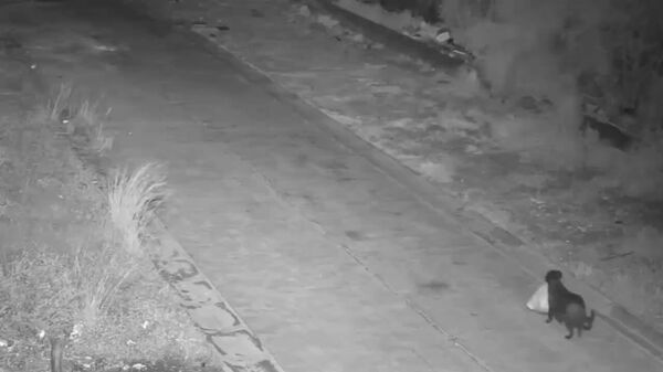 صاحب سگی برای جلوگیری از جریمه شدن، سگ خود را آموزش داد تا زباله‌ها را در جاهای مختلف بریزد - اسپوتنیک ایران  