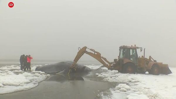 شش نهنگ عنبر مرده در نزدیکی جزیره فانو دانمارک پیدا شد - اسپوتنیک ایران  