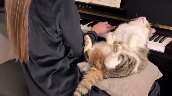 بهترین آرام‌بخش گربه پیدا شد - اسپوتنیک ایران  