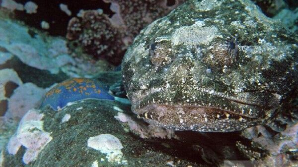 بشر تنها 10 درصد از جانوران اقیانوس را می شناسد - اسپوتنیک ایران  