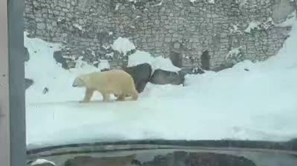 ‍خرس قطبی به نام ترپی که در سال 2024 از کازان به باغ وحش مسکو آمد، اجتماعی‌تر شده است - اسپوتنیک ایران  