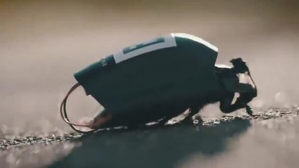 🪳نمونه‌های اولیه حشرات بیوالکترونیکی برای اهداف نظامی در آلمان ارائه شدند - اسپوتنیک ایران  