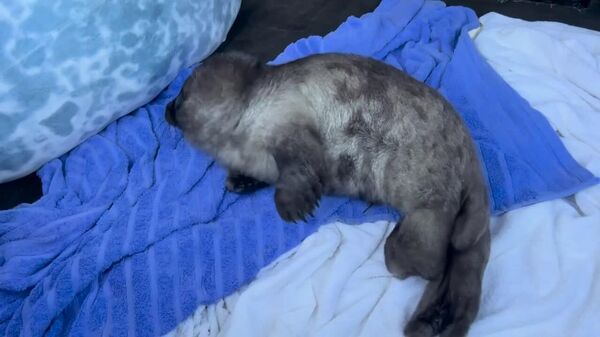 بچه فک در روسیه از دست مرغ‌های دریایی نجات یافت - اسپوتنیک ایران  