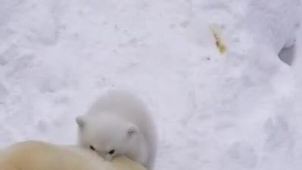 یک توله خرس قطبی در باغ وحش نووسیبیرسک متولد شد - اسپوتنیک ایران  