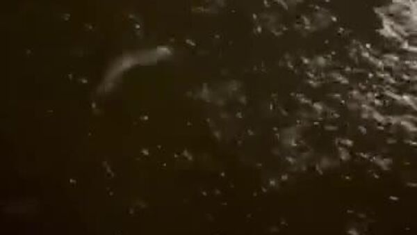 سیل در هاوایی؛ زیان های بیش از یک میلیارد دلا ر به جا گذاشت - اسپوتنیک ایران  