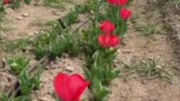 پارک گل لاله، یک پارک بزرگ گل، در حومه شهر باری ایتالیا بازگشایی شده است - اسپوتنیک ایران  