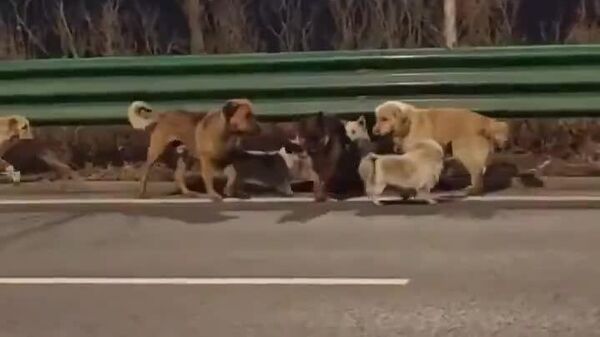 داستان جالب فرار سگ های ربوده شده از دست دزدان و بازگشت آنها به خانه - اسپوتنیک ایران  