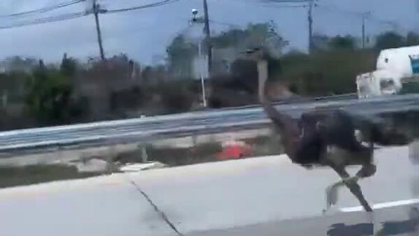 یک شترمرغ در حال دویدن در بزرگراه پاتایا-رایونگ در استان ساحلی چونبوری تایلند مشاهده شد - اسپوتنیک ایران  