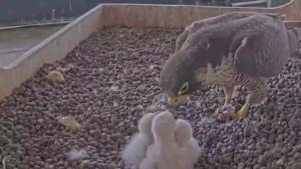 تناقض شورای لومباردی: ذوق‌زدگی از جوجه پرندگان روی پشت بام، در حالی که داخل ساختمان قوانین شکار پرندگان را آسان‌تر می‌کنند - اسپوتنیک ایران  