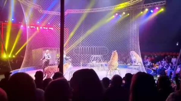 فرار ببر در حین اجرای سیرک در روستوف-نا-دونو - اسپوتنیک ایران  