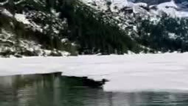 یک سگ آبی ماجراجو در مرتفع‌ترین دریاچه کوه‌های تاترا لهستان ظاهر شده است - اسپوتنیک ایران  