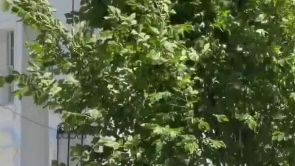 دسته بزرگی از زنبورها چمن کاخ سفید را فرا گرفتهاند - اسپوتنیک ایران  