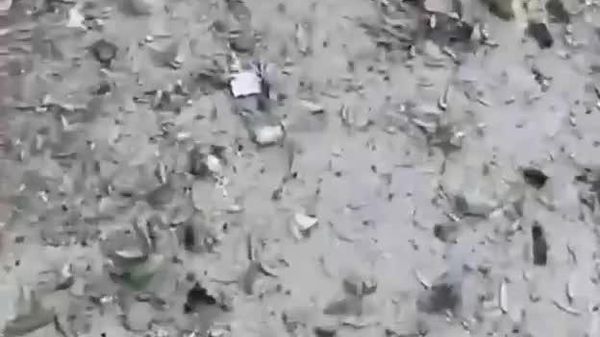 هشدار: محتوای گرافیکی - اسپوتنیک ایران  