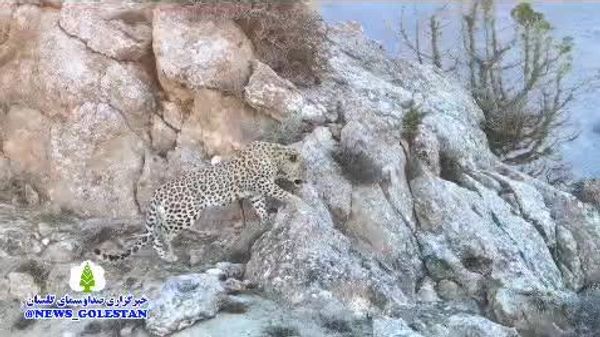 حضور کمسابقه و تماشایی پلنگ زیبای ایرانی در پارک ملی گلستان - اسپوتنیک ایران  