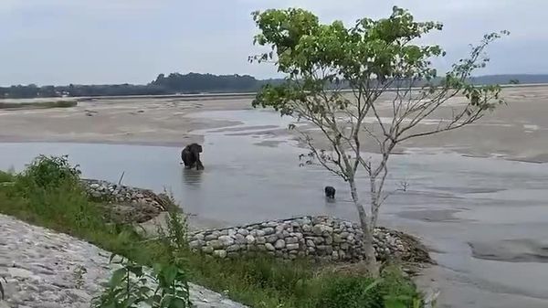 یک بچه فیل تازه متولد شده در هند پس از اینکه آب رودخانه تیستا او را برده بود، نجات یافت - اسپوتنیک ایران  