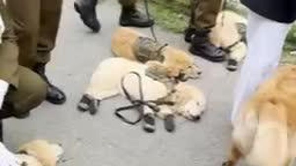 سگهای نژاد گلدن رتریور نیروی پلیس ملی در یک رژه نظامی در شیلی شرکت کردند - اسپوتنیک ایران  