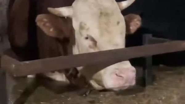 بارشهای سیلآسا در «کاراسو» واقع در ترکیه، باعث آبگرفتگی یک گاوداری و گرفتار شدن آنها شد - اسپوتنیک ایران  