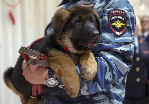 هدیه توله سگ « دوبرینو»  به پلیس فرانسه - اسپوتنیک ایران  