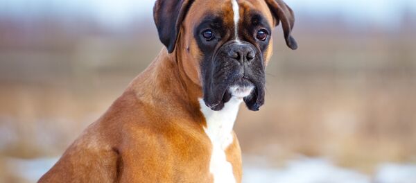 آموزش سگ ها برای تشخیص کرونا در فرانسه - اسپوتنیک ایران  