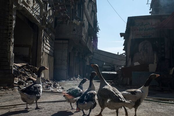 مرغابی ها در منطقه ویران شده یرموک در دمشق - اسپوتنیک ایران  