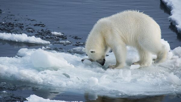 پیش بینی دانشمندان: خرس های قطبی در حدود صد سال دیگر منقرض می شوند - اسپوتنیک ایران  