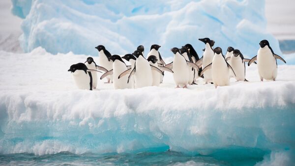 سرکشی پنگوئن از قایق محققان در قطب جنوب+ ویدیو - اسپوتنیک ایران  