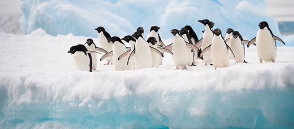 وقتی کرونا جای انسان ها و حیوانات را عوض می کند + ویدئو  - اسپوتنیک ایران  