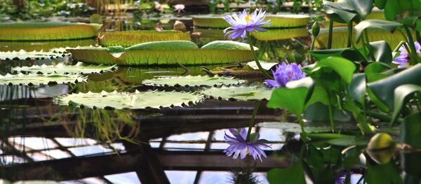 گلخانه گلخانه - اسپوتنیک ایران