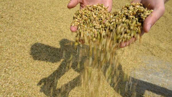 Grain squashed during crop harvesting - اسپوتنیک ایران  