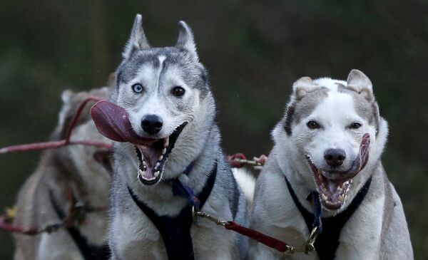سورتمه سگی در زمان مسابقات سگ سواری اسکاتلند - اسپوتنیک ایران  