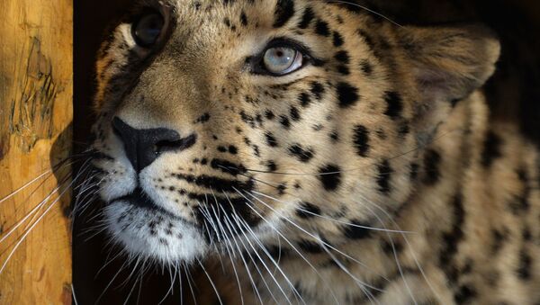 Дальневосточный леопард из Чехии в вольере Приморского Сафари-парка - اسپوتنیک ایران  