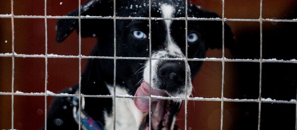 Собака в питомнике ездовых собак в Карелии Собака в питомнике ездовых собак в Карелии - اسپوتنیک ایران