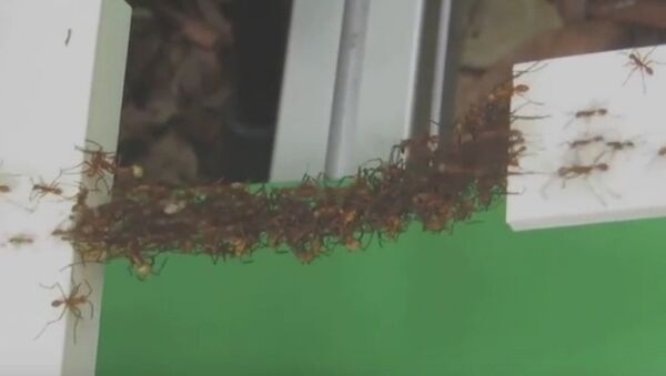 پل زنده  از بدن مورچه - اسپوتنیک ایران  