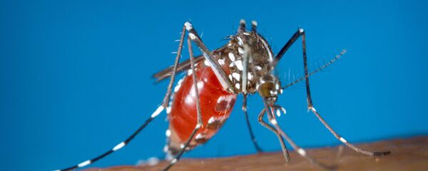 نیش پشه نیش پشه - اسپوتنیک ایران