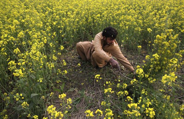 کشاورزی در حال برداشت محصول در لاهور پاکستان - اسپوتنیک ایران  