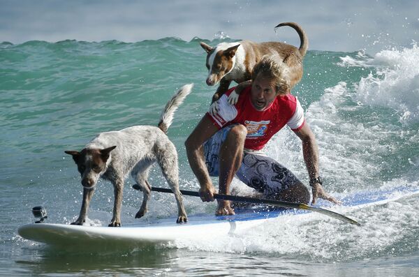 موج سوار استرالیایی با سگ های خود روی تخته موج - اسپوتنیک ایران  