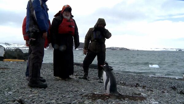 دیدار پاتریاک کریل با پنگوئن ها در منطقه قطب جنوب (ویدیو) - اسپوتنیک ایران  