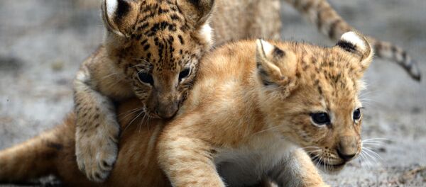 کشاورز اسکاتلندی با دیدن ببر عروسکی پلیس را خبر کرد کشاورز اسکاتلندی با دیدن ببر عروسکی پلیس را خبر کرد - اسپوتنیک ایران