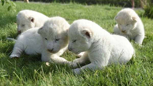 Четыре белых львенка, родившихся 2 недели назад, на территории сафари-парк Тайган в Крыму - اسپوتنیک ایران  