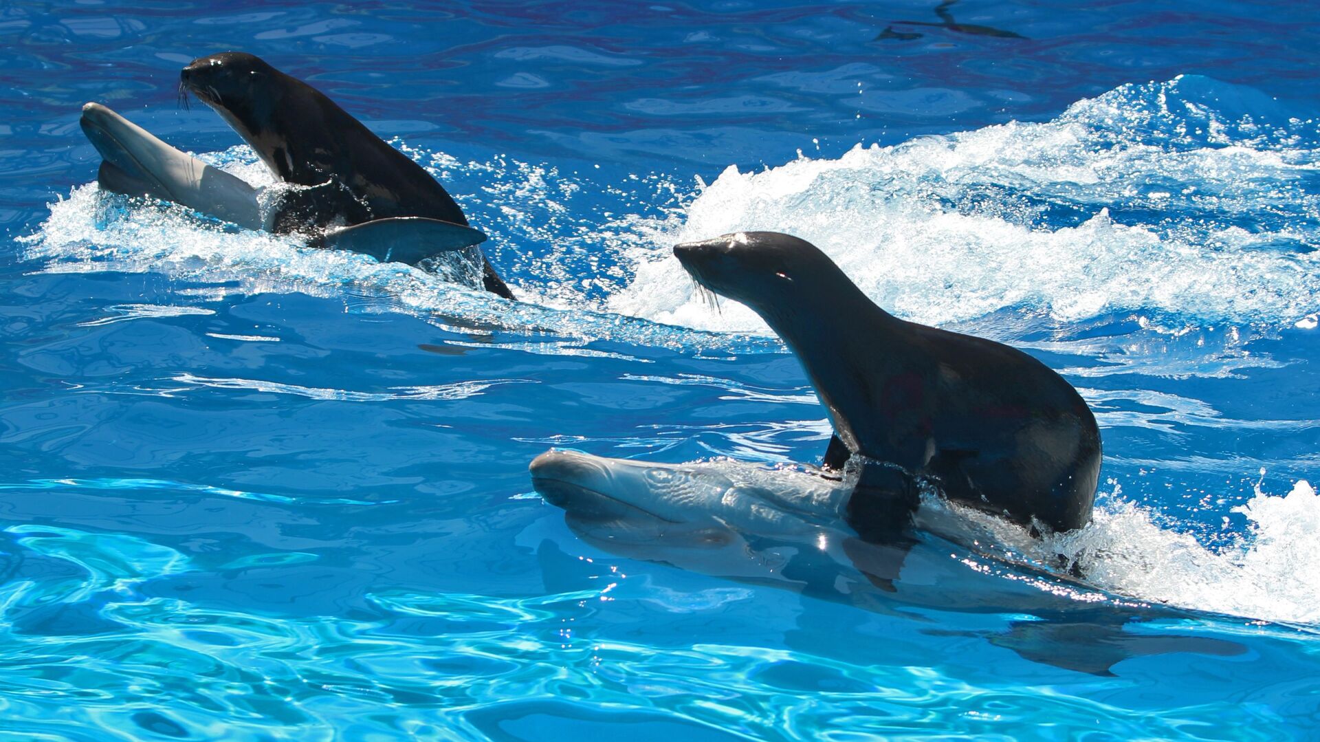 Дельфины террористы. Морской котик дельфинарий. Животные в дельфинарии. Морского кота и дельфина. Дельфин и тюлень.