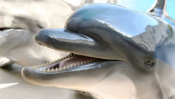 Дельфин улыбается в ожидании кормления - اسپوتنیک ایران  