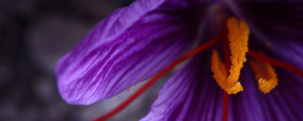 шафран - اسپوتنیک ایران  