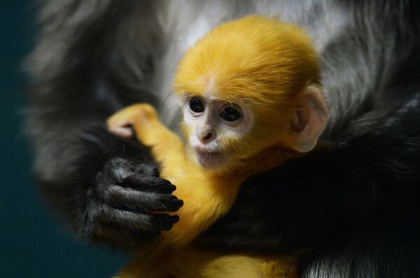 بچه میمون متولد شده در  باغ وحش  نووسیبیرسک - اسپوتنیک ایران  