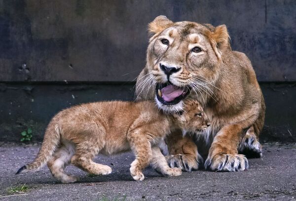 شیرهای آسیایی در  باغ وحش بلژیک - اسپوتنیک ایران  