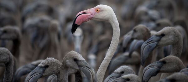 Фламинго Фламинго - اسپوتنیک ایران
