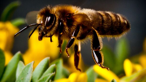 آب دادن به زنبور عسل تشنه +ویدئو - اسپوتنیک ایران  