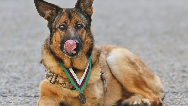 اعطای مدال دیکین به « لوکا» سگ نظامی - اسپوتنیک ایران  
