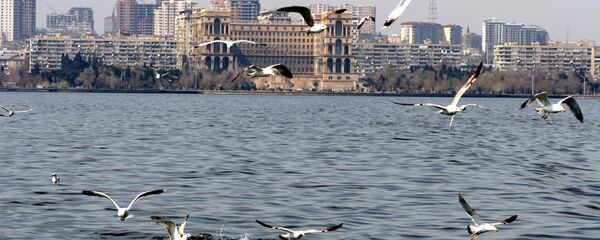 БАКУ ЧАЙКА - اسپوتنیک ایران  