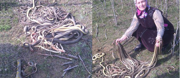 Sagib Islammagomedova - اسپوتنیک ایران  